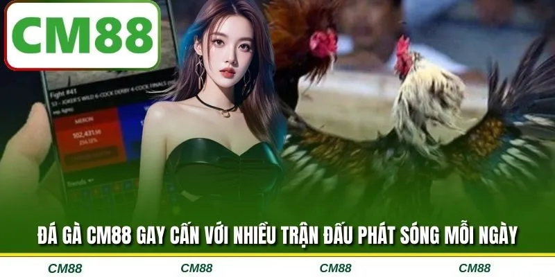 Đá gà CM88 gay cấn với nhiều trận đấu phát sóng mỗi ngày