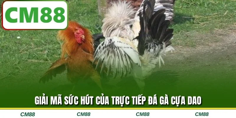 Giải mã sức hút của trực tiếp đá gà cựa dao