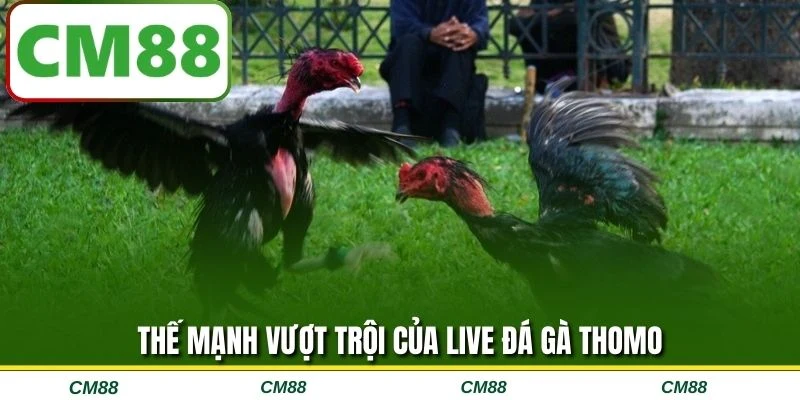Thế mạnh vượt trội của live đá gà Thomo