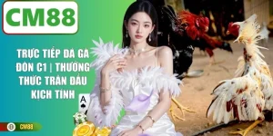 Trực Tiếp Đá Gà Đòn C1 | Thưởng Thức Trận Đấu Kịch Tính